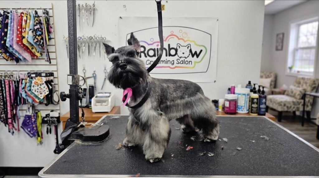 un perro de raza luciendo un hermoso corte de pelo en Rainbow Grooming Salon
