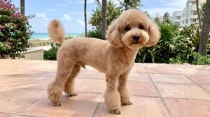 El “Miami Cut” (Bikini Clip): Historia, Elegancia y Frescura para tu Mascota