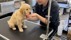 Primer Grooming de Cachorros en Miami: Guía para una Experiencia Feliz y Sin Estrés